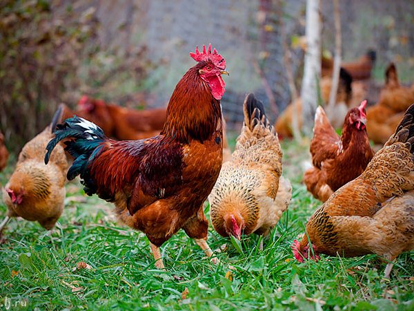 Породы куриц | ЗооТом - продажа, вязка и услуги для животных в Советской Гавани
