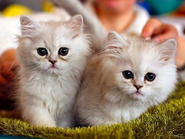 Породы кошек в Советской Гавани | ЗооТом портал о животных