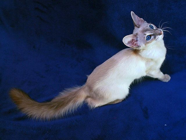 Выведенные породы кошек в Советской Гавани | ЗооТом портал о животных