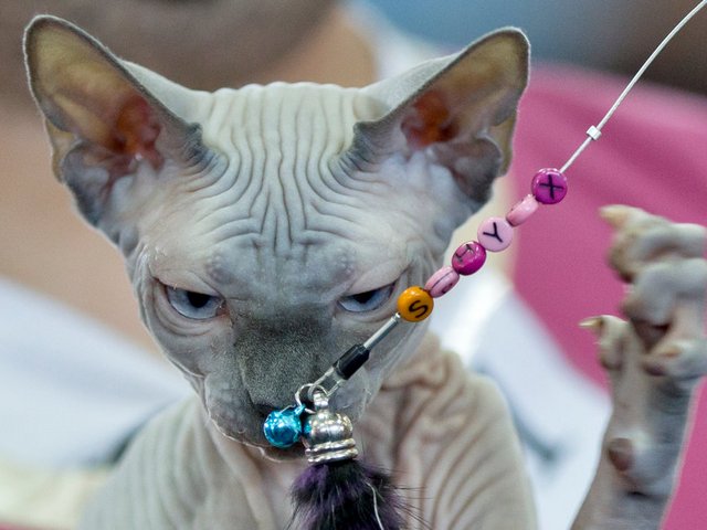Выставки кошек в Советской Гавани | ЗооТом портал о животных
