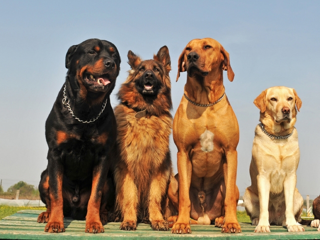 Крупные породы собак в Советской Гавани | ЗооТом портал о животных