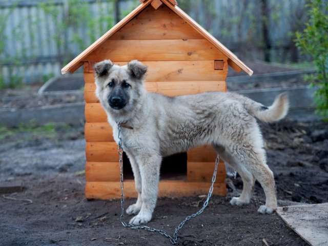 Все о собаках в Советской Гавани Все о собаках в Советской Гавани